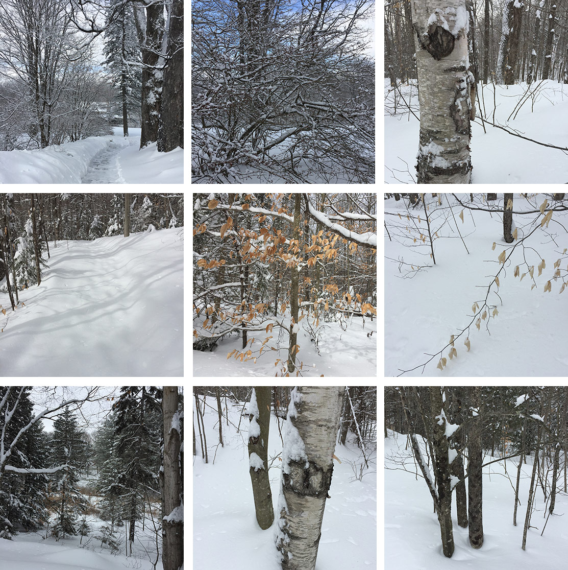 Some scenes from our walk in the Vermont woods.