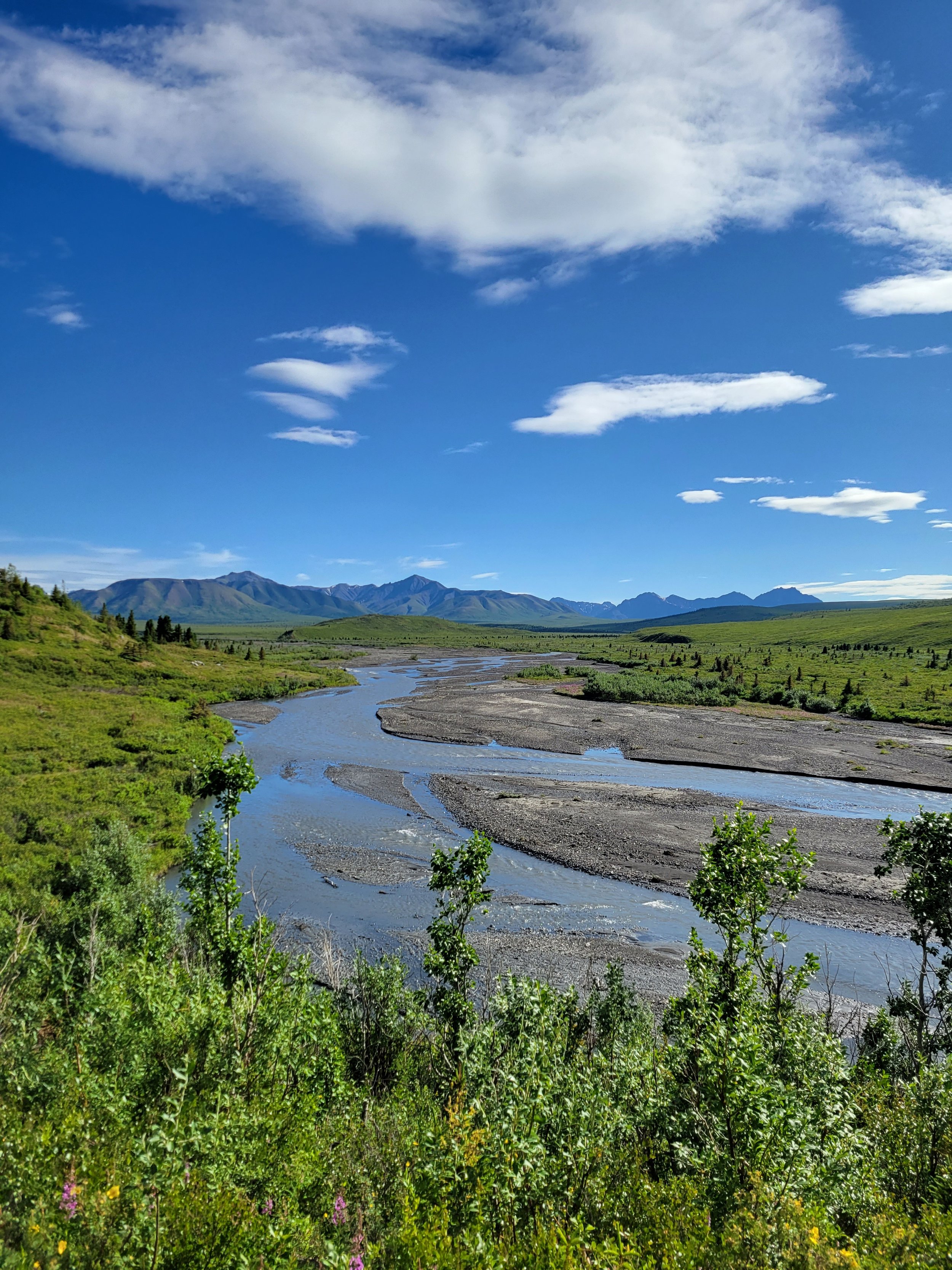 Denali National Park - Savage River Trail - 2023 - Kathy Hedges (64).jpg