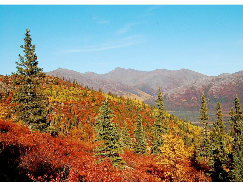 Northern Alaska Tour Company - Fall Colors(18).JPG