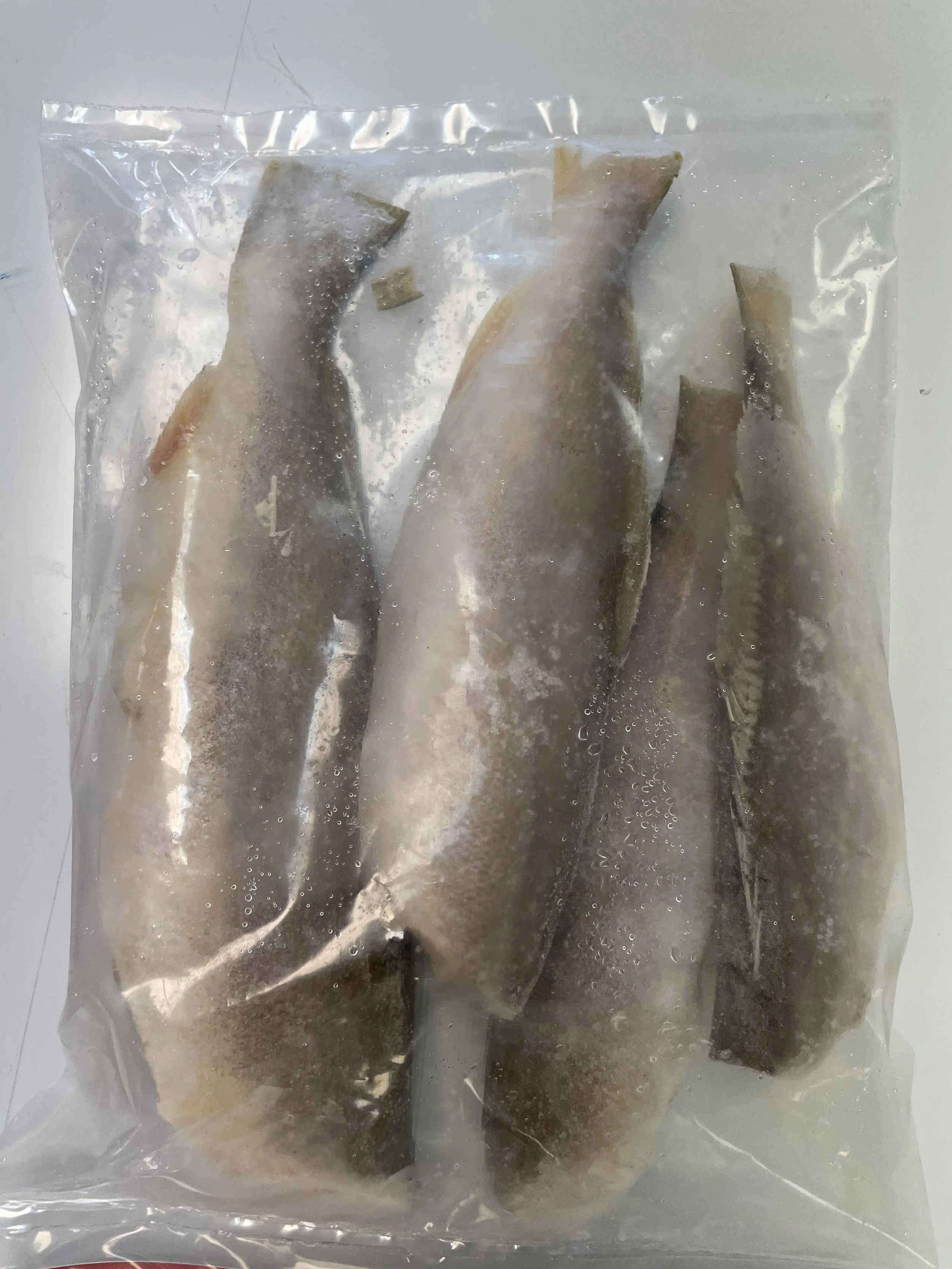 Whole Bangamary from Brazil