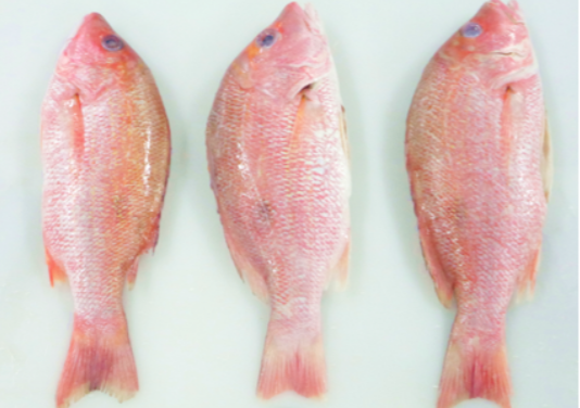 Pacific Russell Snapper