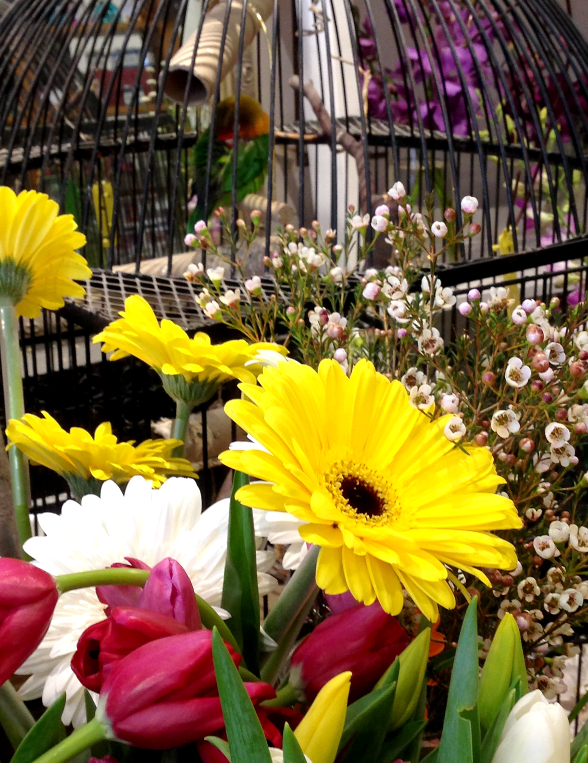 Owner Elizabeth recommends giving the men in your life bold coloured flowers. Oh, hello Paco and Poncho!