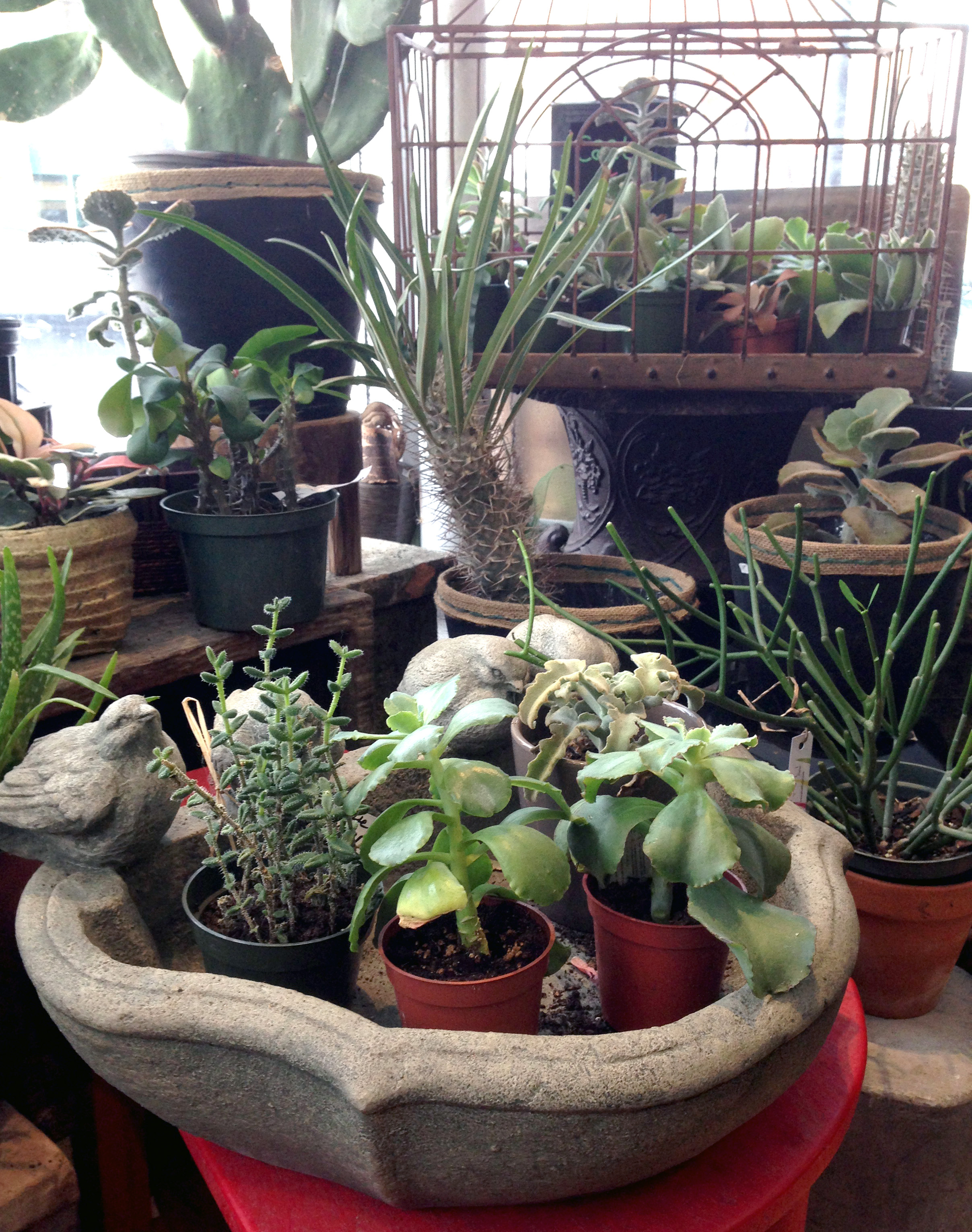 Plants are a lovely alternative to flowers for the non-conventionalist in your life!