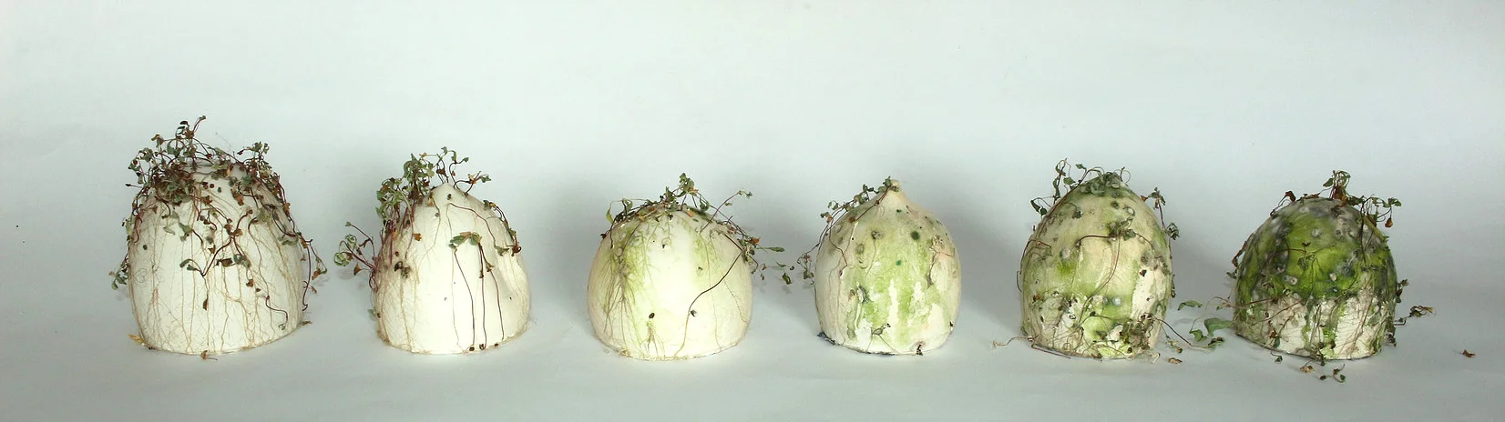 Judith Dubord, Serie Jardin Éphémère partie deux (2017) Judith Dubord is a glassworker and ceramist established in Saint-Jean-Port-Joli. In her current collection, The story of an ephemeral garden , Dubord explores the relationship between clay, raw and fired, and plant matter. By expanding on these two organic materials, she creates sculptures that at once capture seemingly incongruous states of evolution and permanence. She is currently pursuing a research/creation project on the interweaving of media and matter. Her practice is intimately linked to poetry and to the ephemeral and impermanent nature of being. Dubord has earned a degree in Artistic Practice Studies from the University of Rimouski, a professional certification in ceramics from La Maison des Métiers d’Art in Quebec City, and completed course work in specialized glasswork at Espace VERRE in Montreal. Dubord says of her work, “First and foremost, I am a glassworker and a ceramist. However, I am often also a weaver, a photographer, an author, an alchemist. My starting point is matter. I am attracted to matter because of its physicochemical properties and the opportunities of metamorphosis and alteration. Plant invasions and mycological colonization, their causes and their consequences, are for me sources of observation and inspiration. Repetition, of form and gesture, becomes inducive of a state of receptiveness to the work being created. Then settles in a sense of intimacy leading to a feeling of collaboration with the matter. I am attracted to processes that are complex and require a certain degree of know-how, such as torchworking, throwing clay, weaving. By performing these ancestral crafts, I feel I am carrying and passing along knowledge and expertise, an important role in this world. Through my actions and observations, I dive into an emotional, autobiographical and intimate space. My work is a reflection of my relationship to others, my need to take root, my contrasts, and the ephemeral, transient nature of life itself. Through my work I contemplate light and joy, rooting and flying, and try to access yi-jing*. I work in limited, evolutionary series, the previous object being the genesis of the next one. I bounce off a particular aspect of an object towards that of another. The series then becomes a whole, an incarnated witness of a step-by-step mutation. My approach is symptomatic of the non-choice that I claim. *yi-jing: higher state of mind, supreme dimension of the soul”
