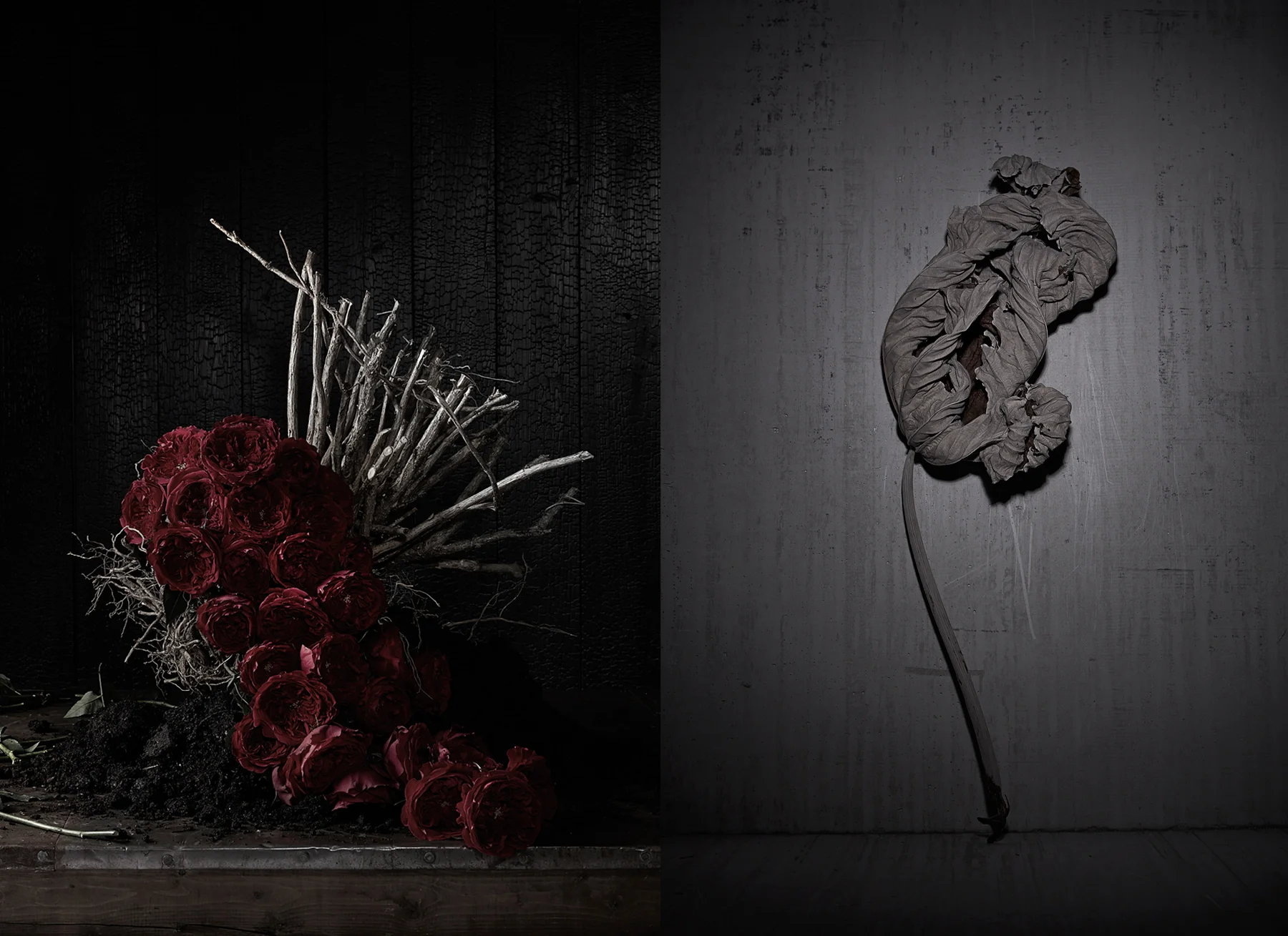 Uprooted Roses_Dry Stem.jpg