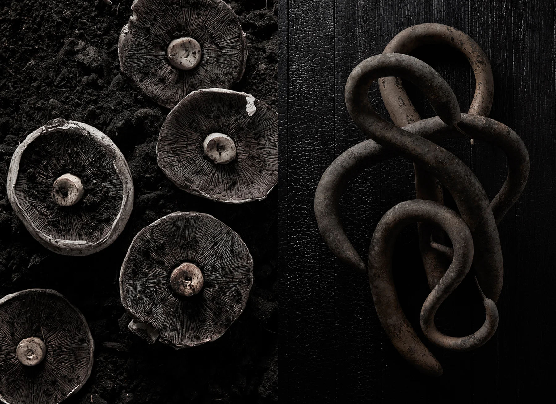 Mushroom_Snake Squash_Uprooted.jpg