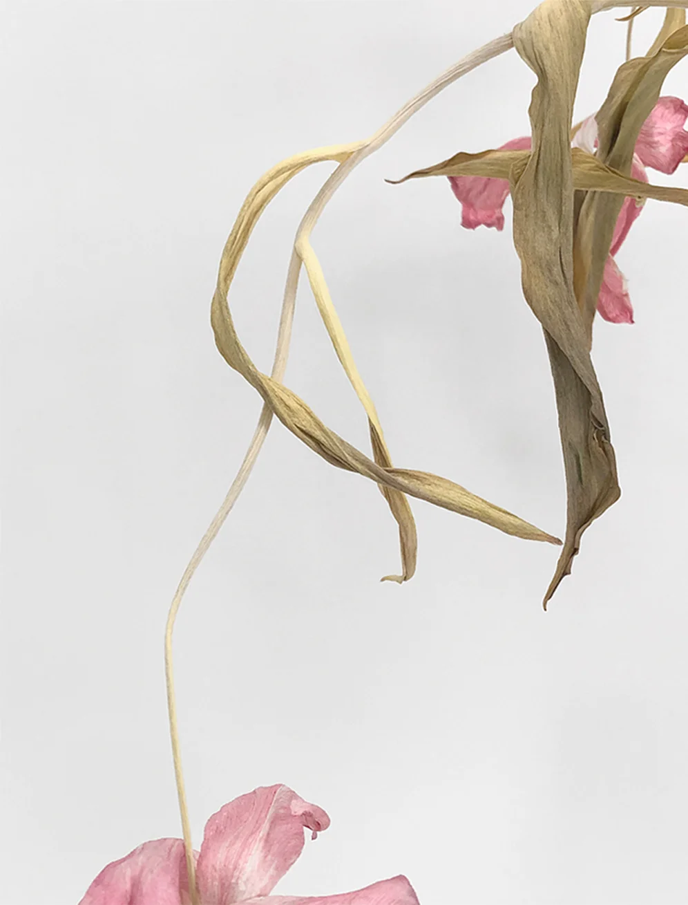 DRY PINK FLORAL_UPROOTED_SINGLEV1.jpg