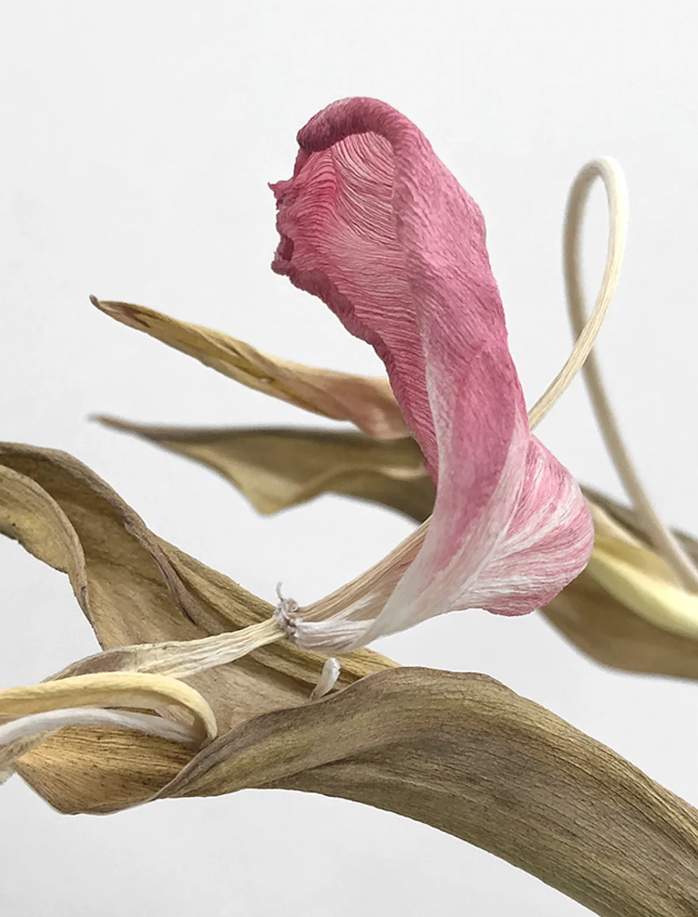 DRY PINK FLORAL_UPROOTED_SINGLEV2.jpg