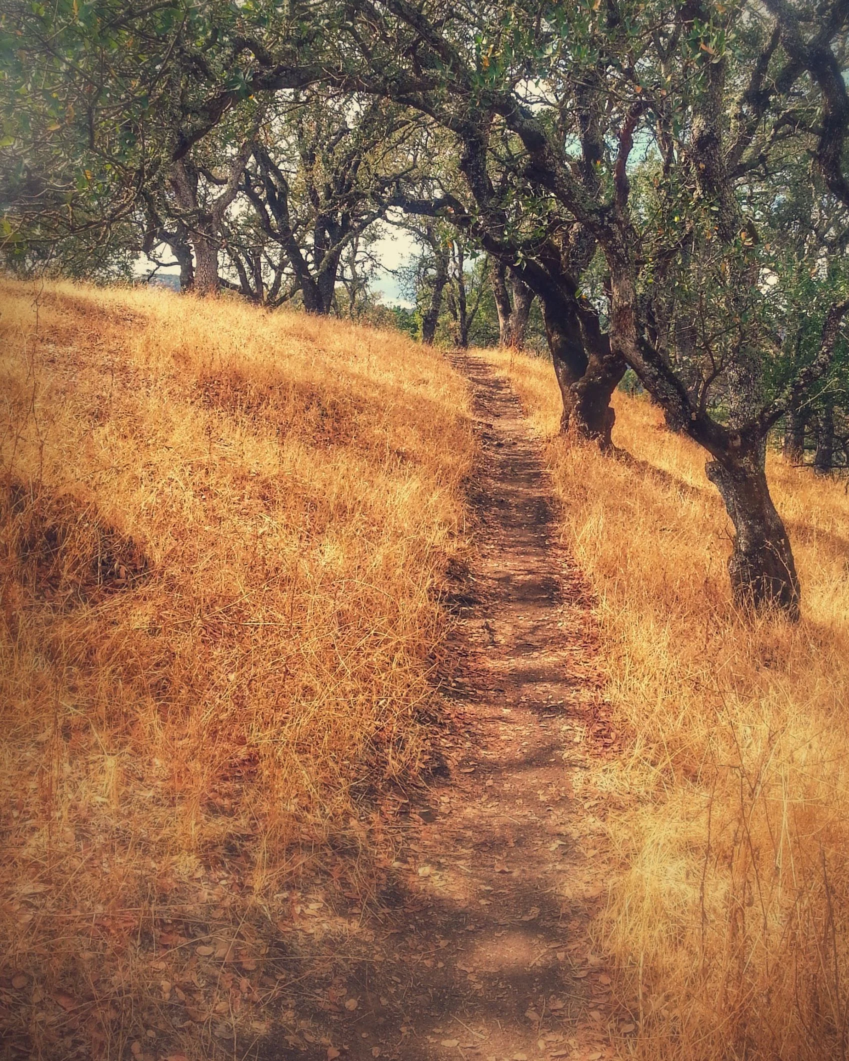 Go Out Into Nature. Do It Now.