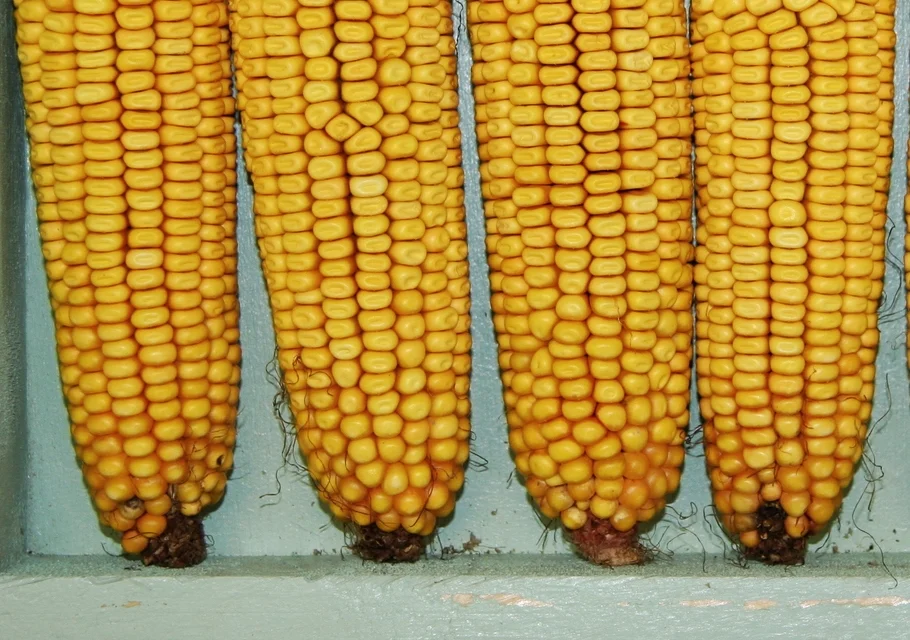 High Fructose Corn Syrup Vs. Sugar