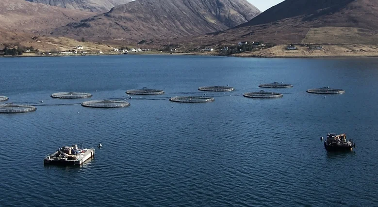 Don't Buy That Farm Raised Fish!