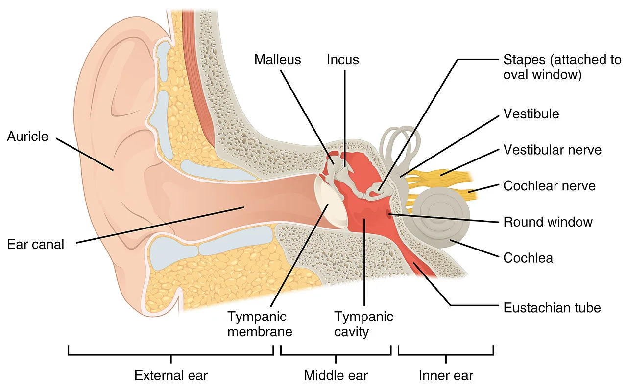 Earwax, And Ear Health