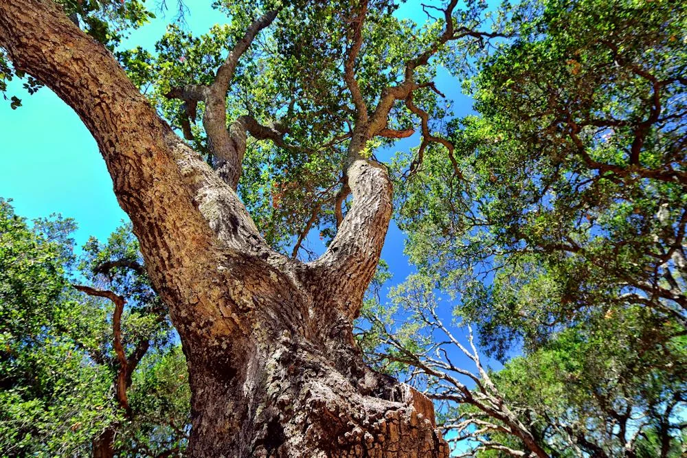 Dr. Larrow's Maternity Leave Updates