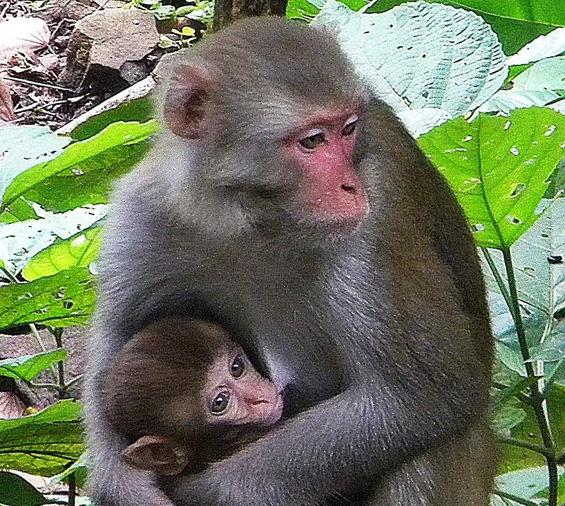 Cortisol And Breast Milk