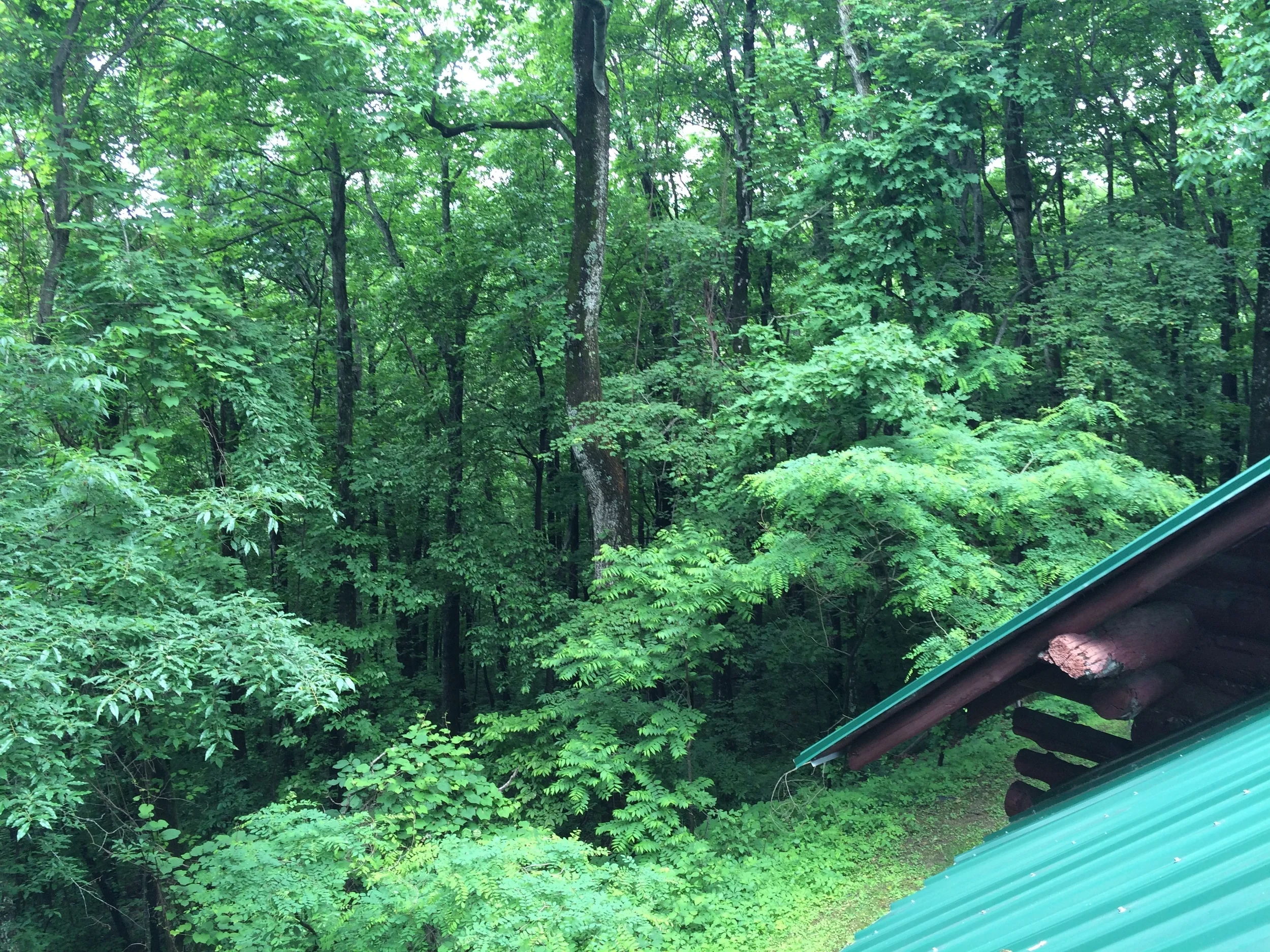 Endless forest all around