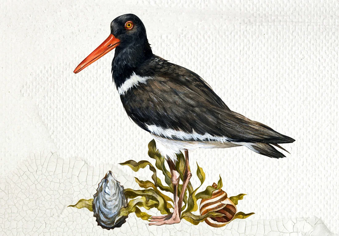 AmOysterCatcher_1.jpg