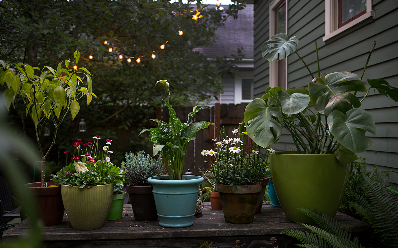plants.jpg