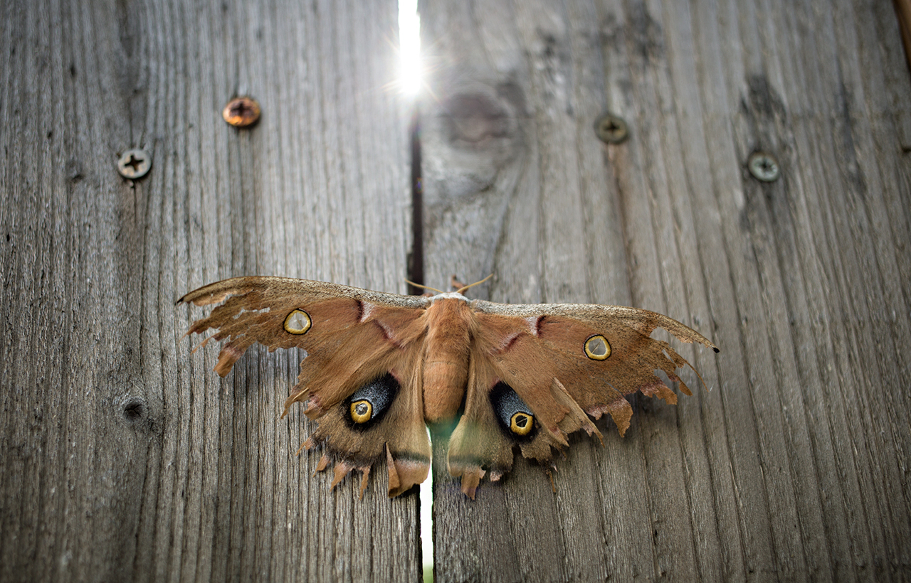 mothsmall.jpg