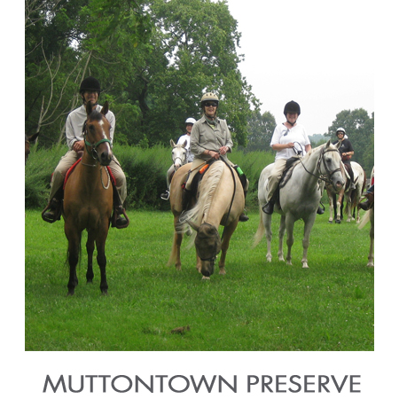 Muttontown.jpg