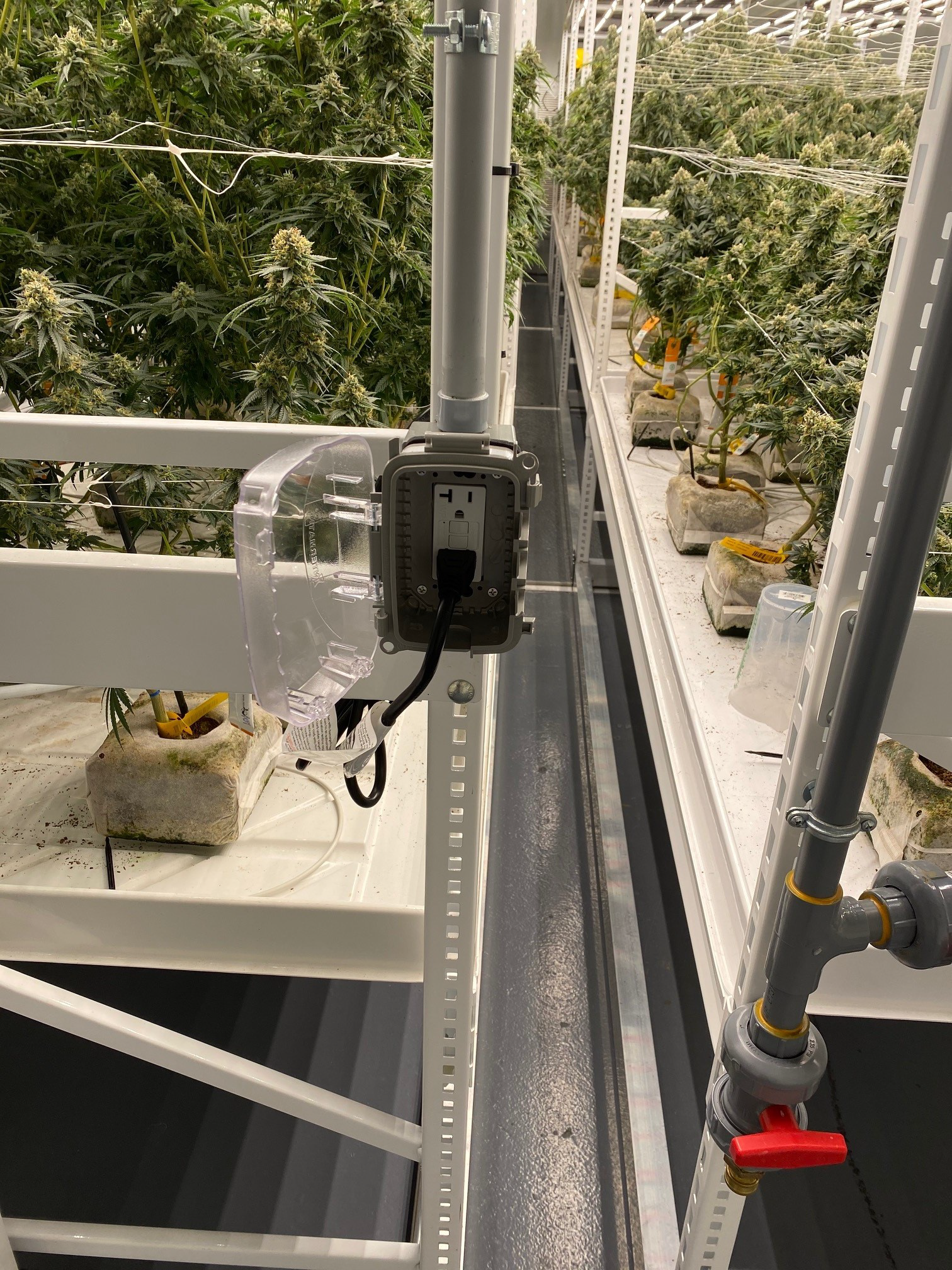 CANNABIS GROWTH FACILITY