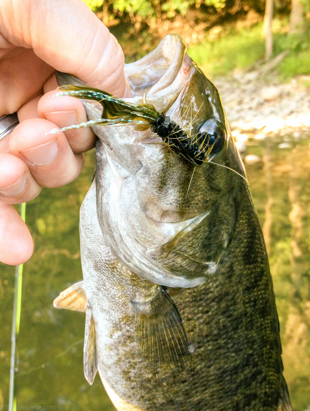 First river smallmouth on a self-tied fly.