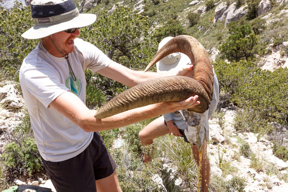 Barbary sheep skull