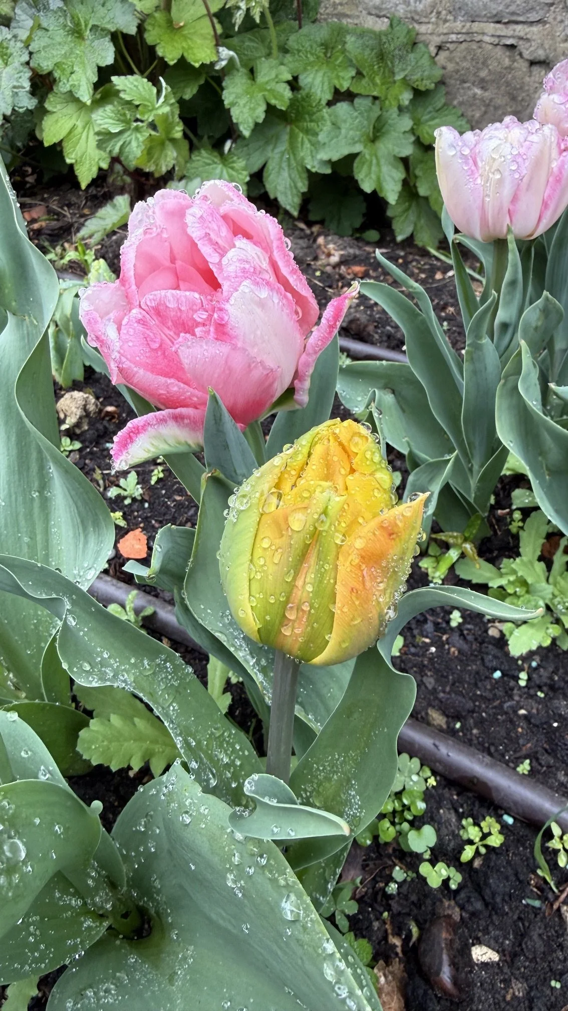 IMG_6664.jpeg