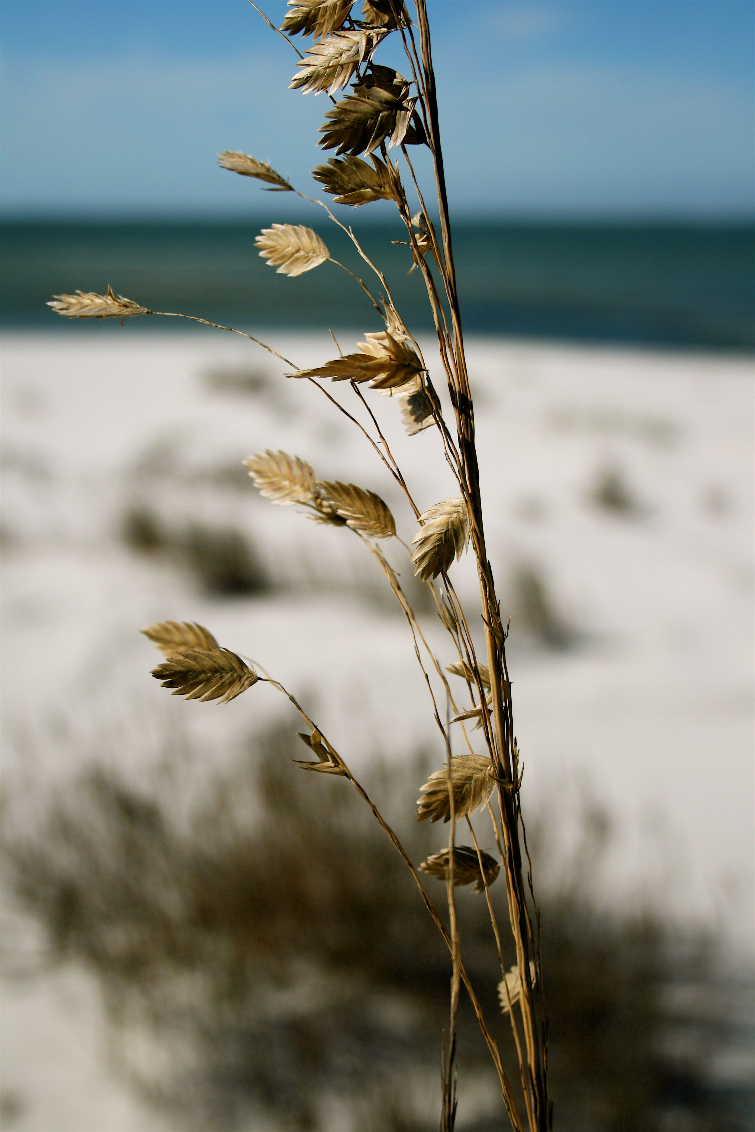 Private island, Gulf of Mexico, North Florida