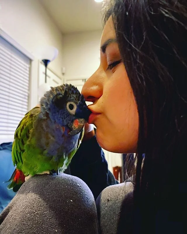 Normally Quorra is a Daddy&rsquo;s girl but I squeeze in snuggles when I can ❤️ #pionus #parrotsofinstagram #birdmom