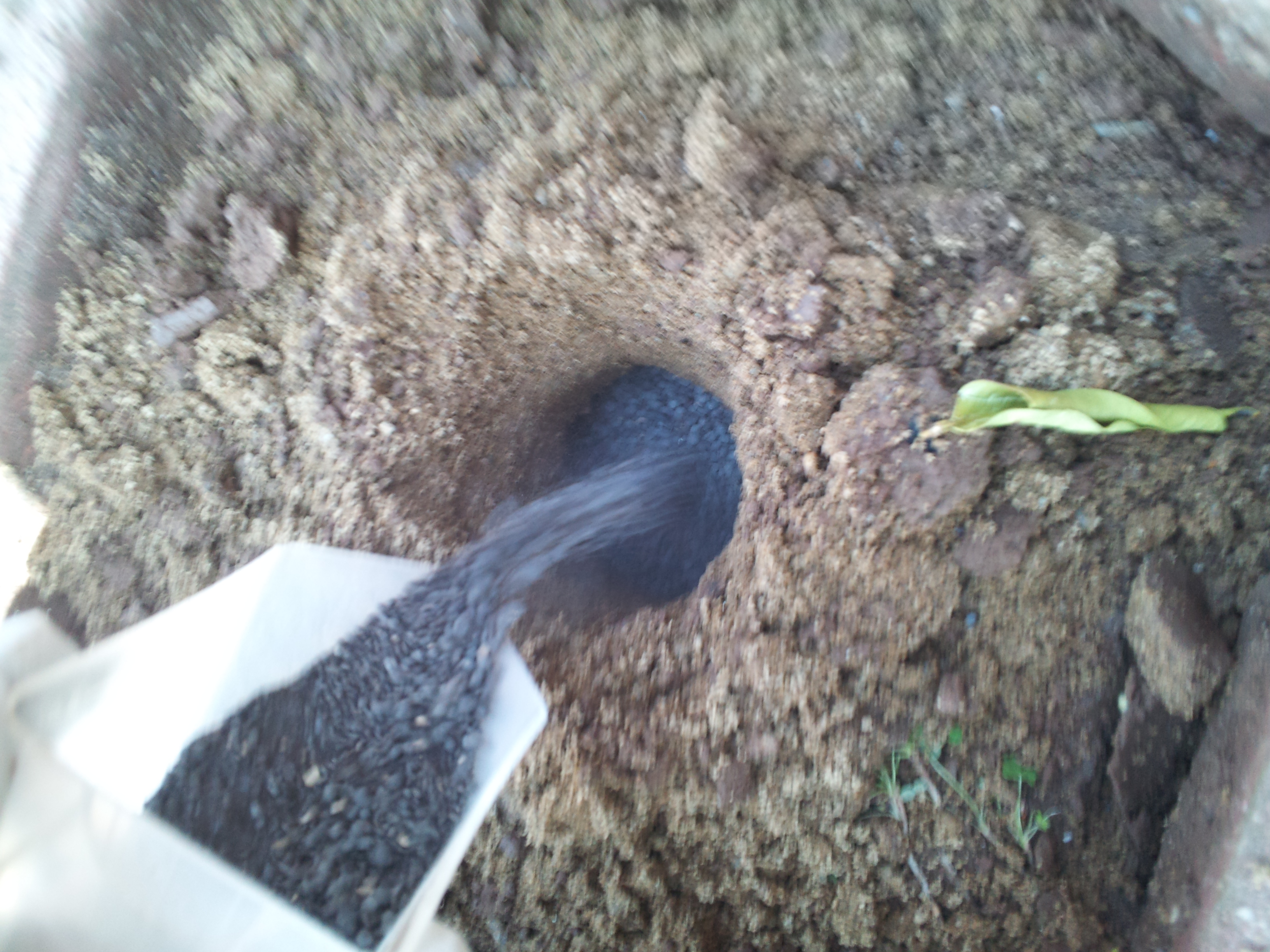 root aeration 2.jpg