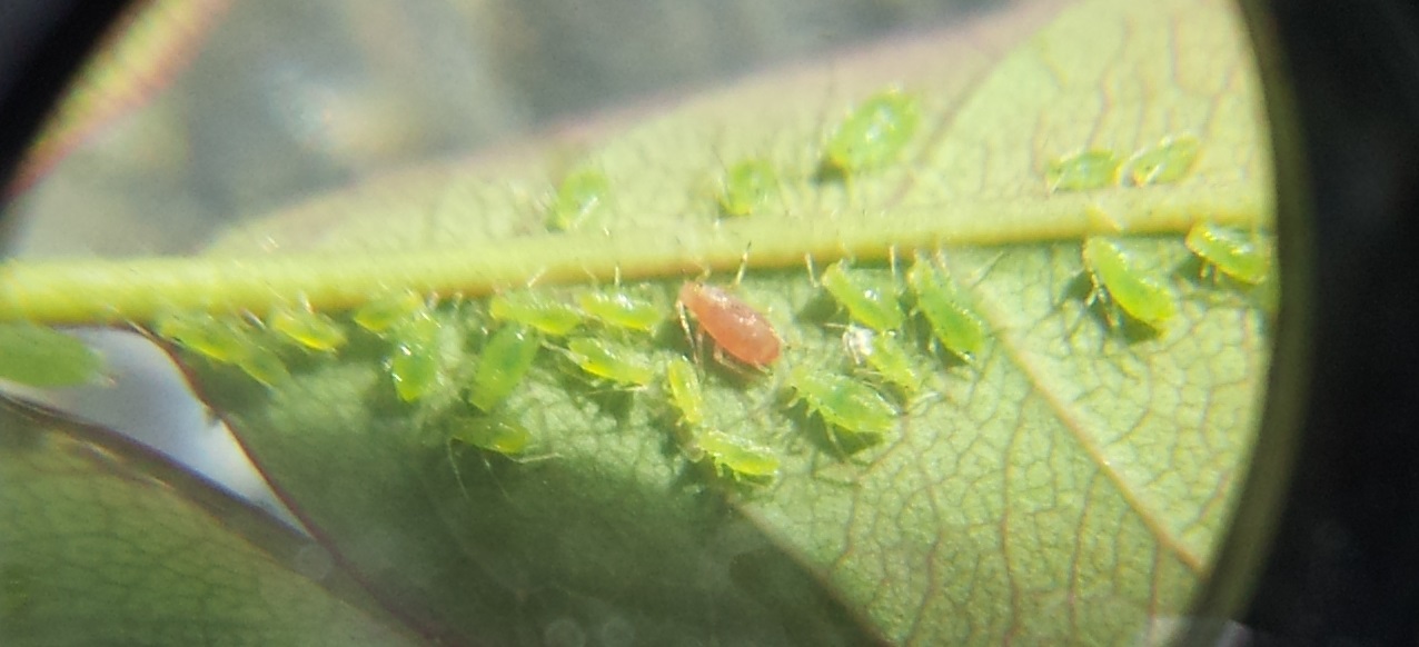 aphids.jpg