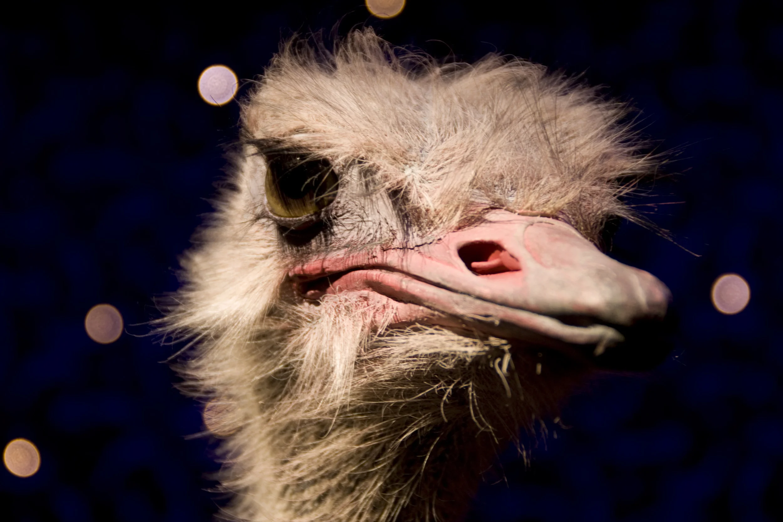 Angry Ostrich.jpg
