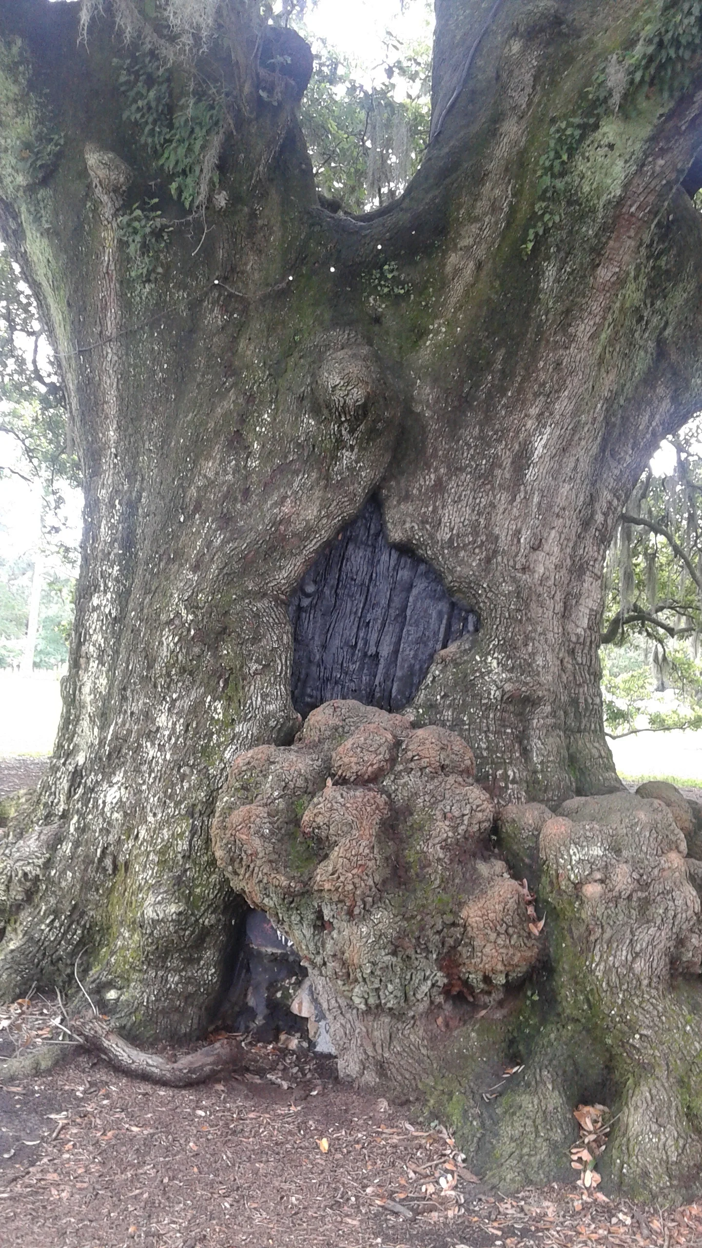 Peep that door. There ’s TREE WISDOM in there.