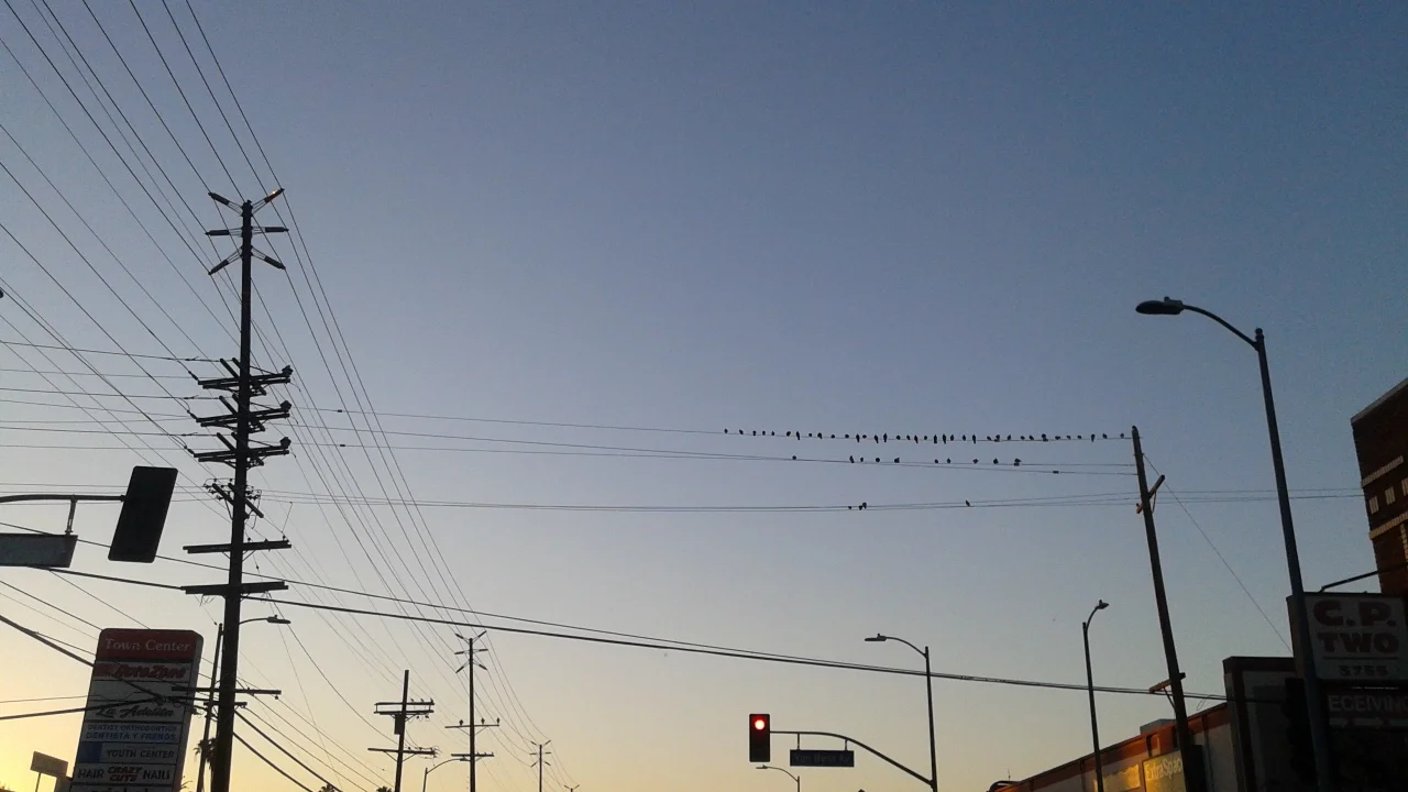 Birds on a wire congregate and make resolutions.