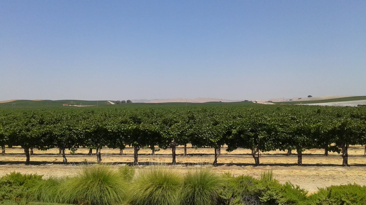 More wine.