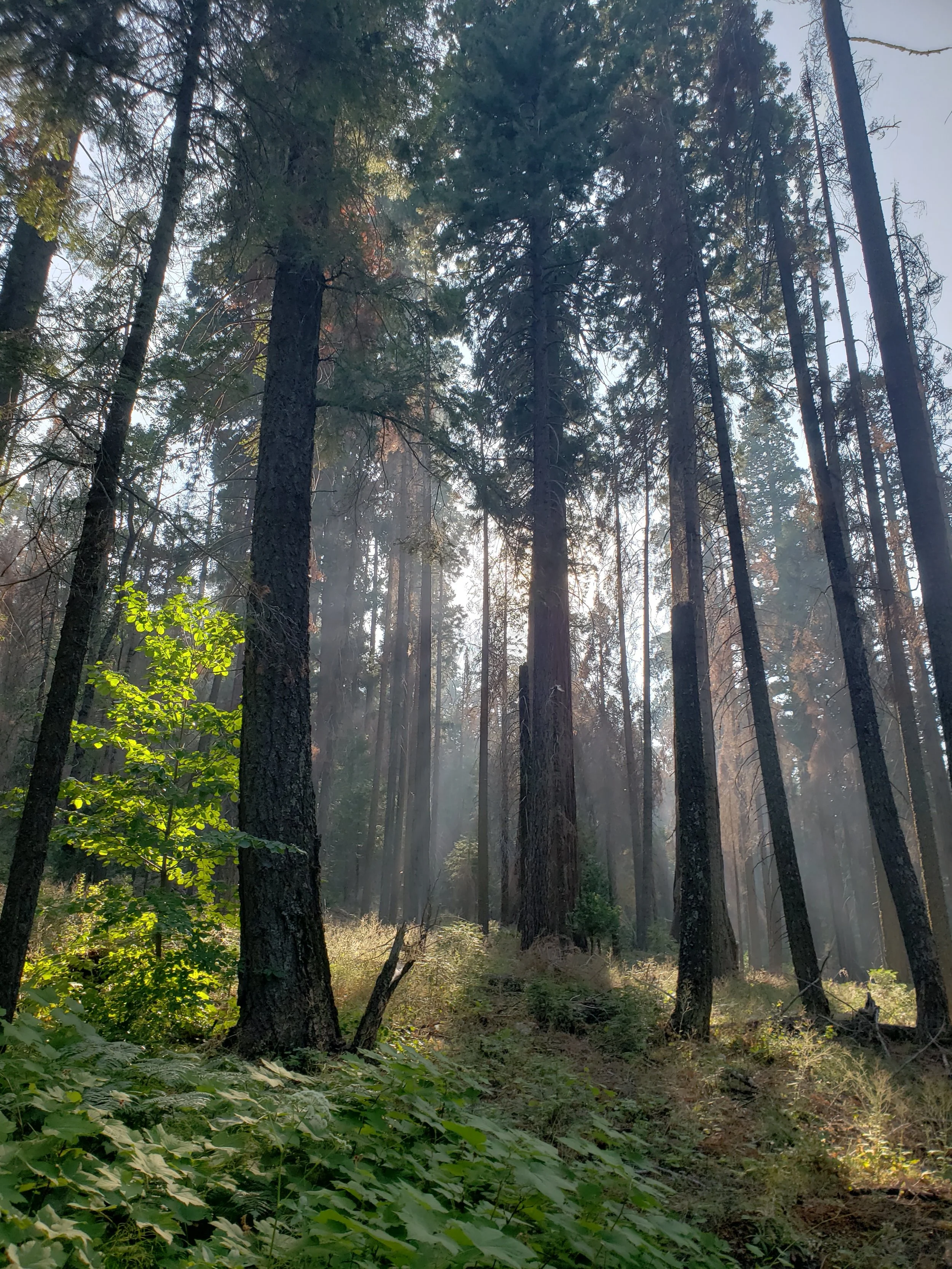 On the trails in the Giant Sequoia National Monument.