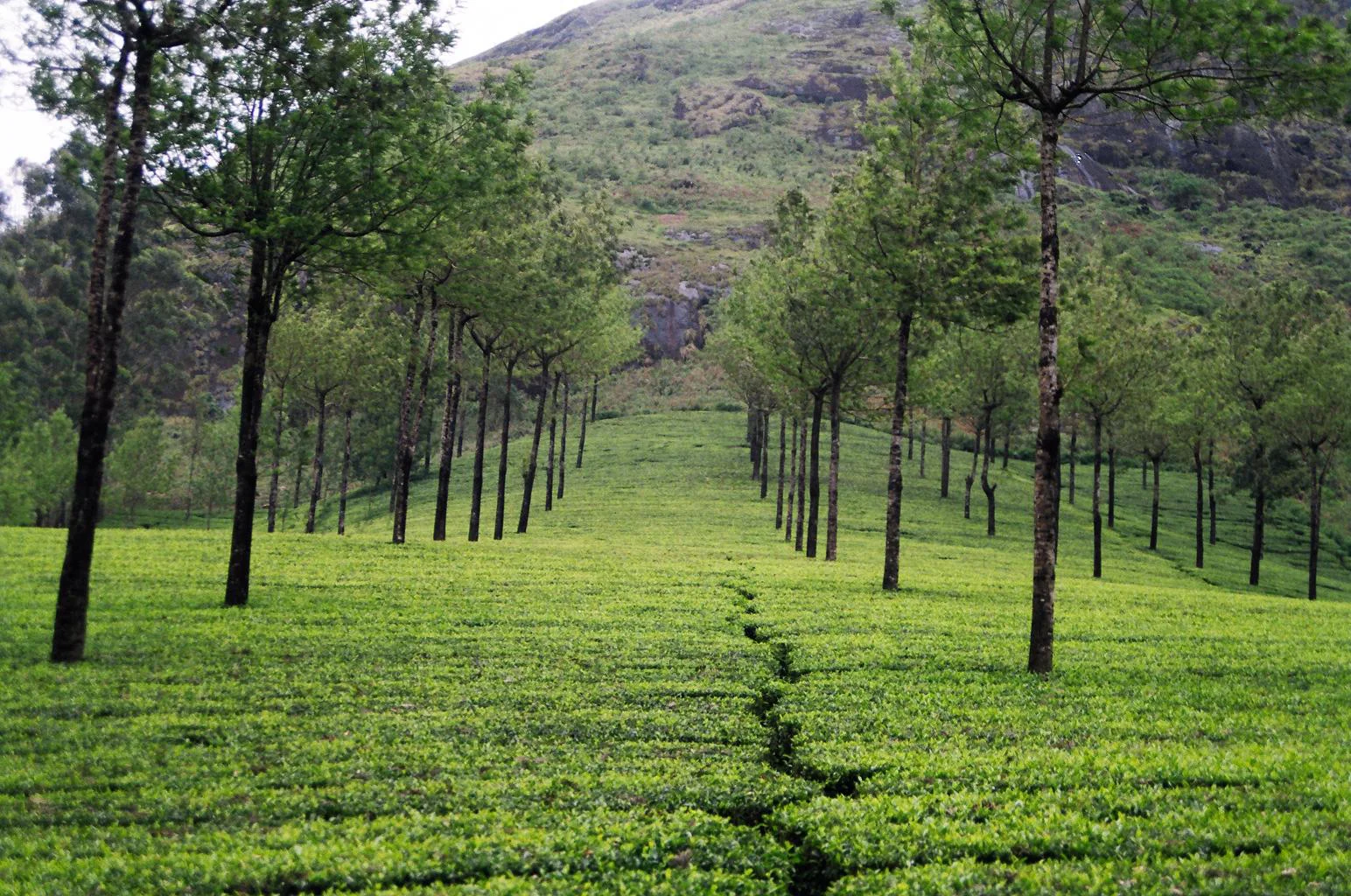 Munnar Tea Plantation, India.jpg