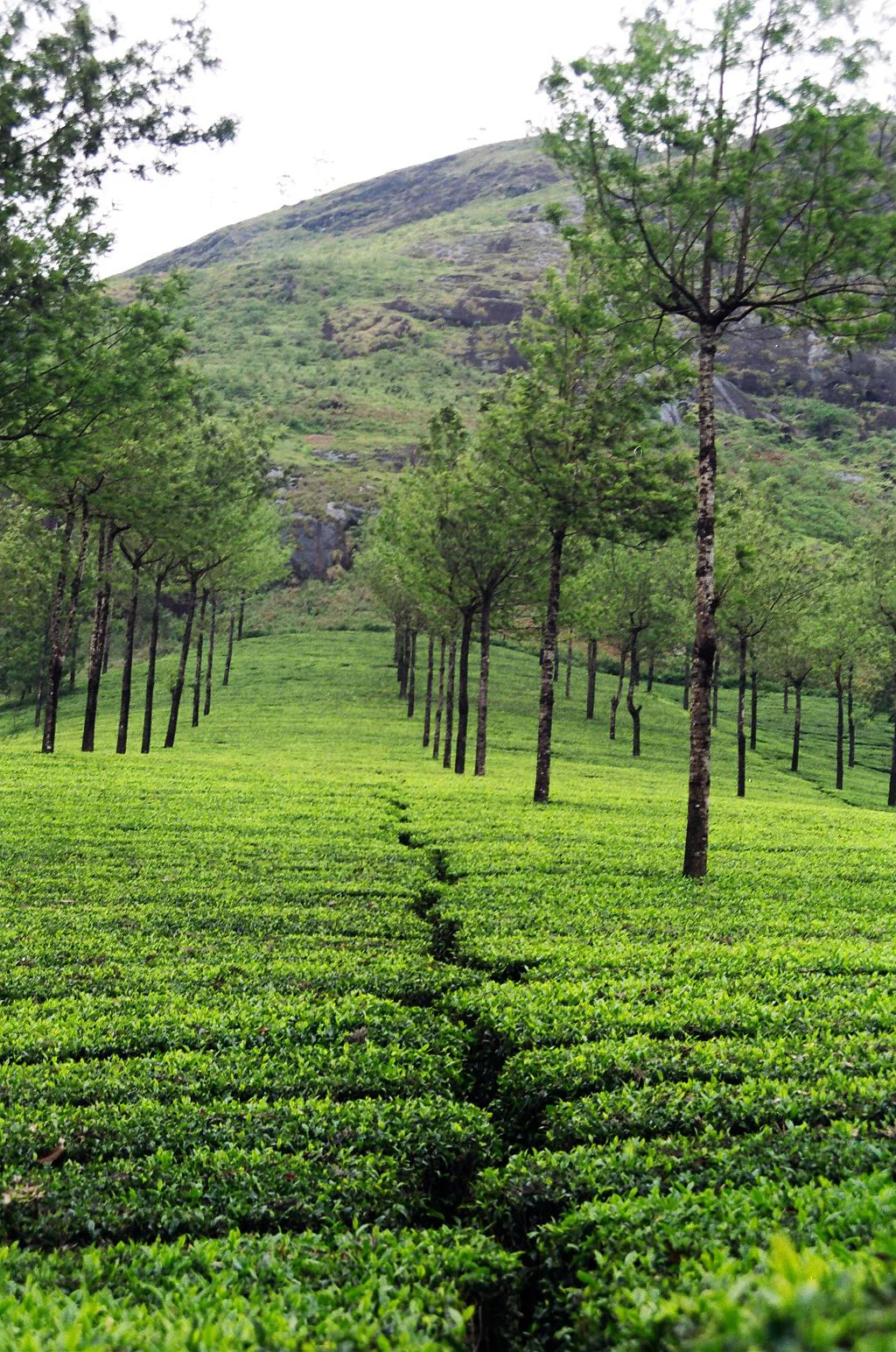 Munnar Tea Plantation2, India.jpg