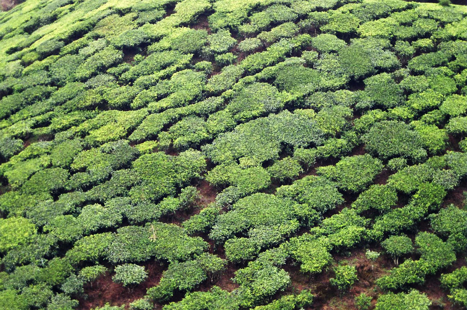 Munnar Tea Plantation3, India.jpg