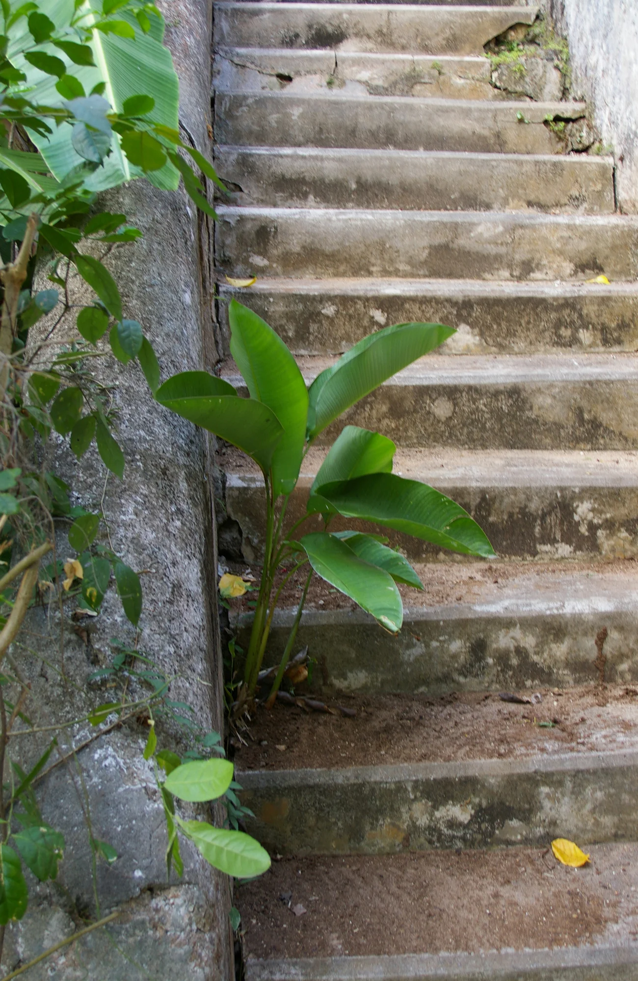 Abandoned Steps card copy.jpg