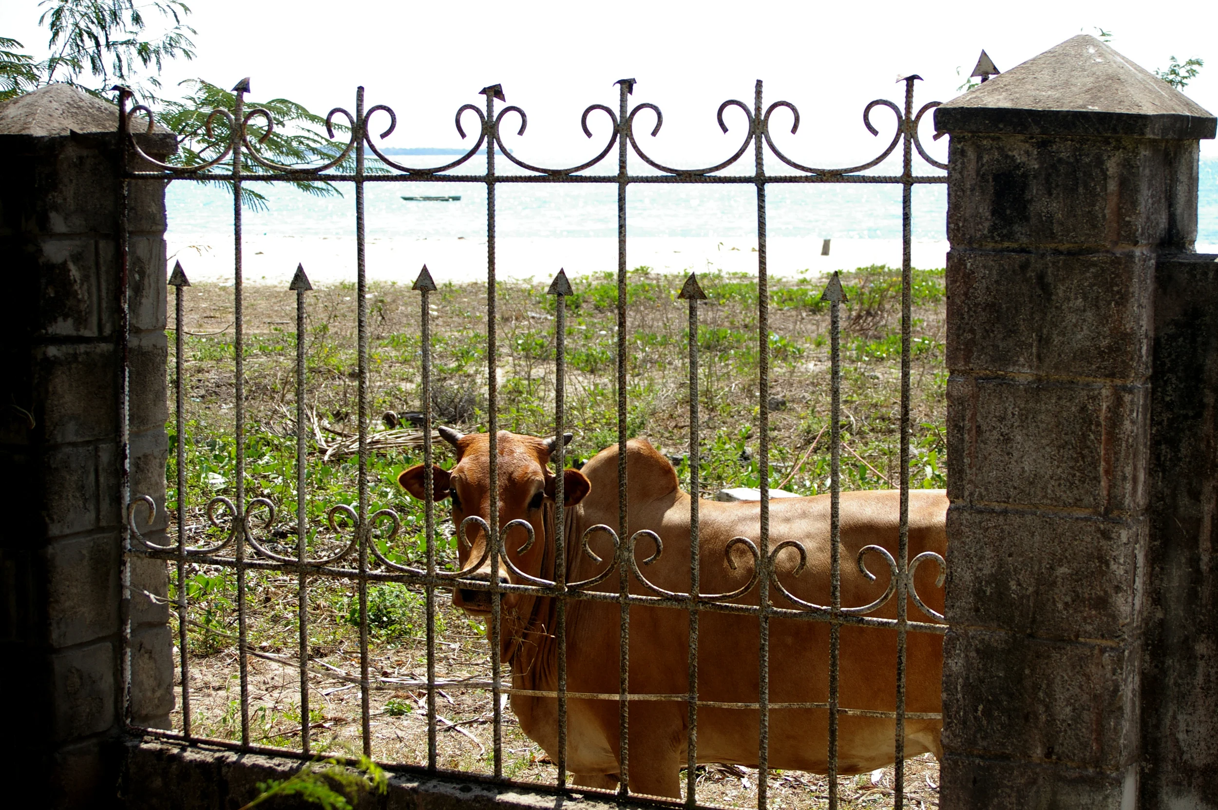 Cow at the gate.jpg