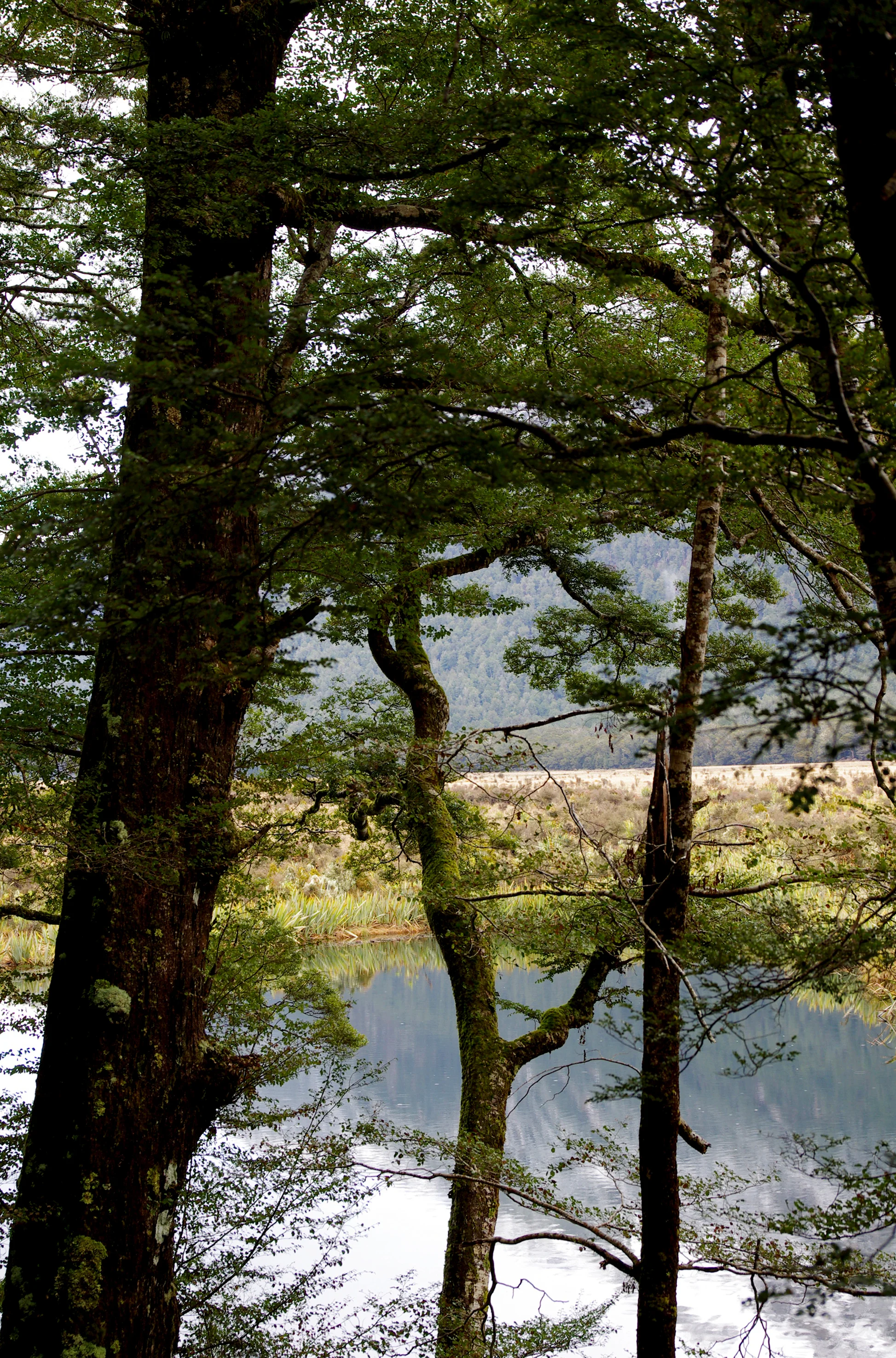 Eglington River Valley Reflections.jpg
