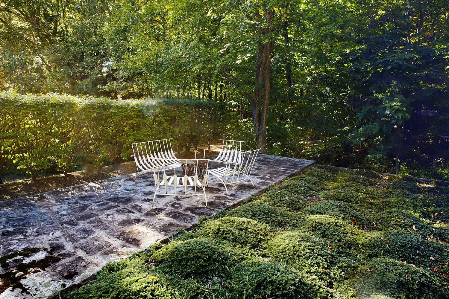 Dwarf juniper tree garden by Michael Trapp.
