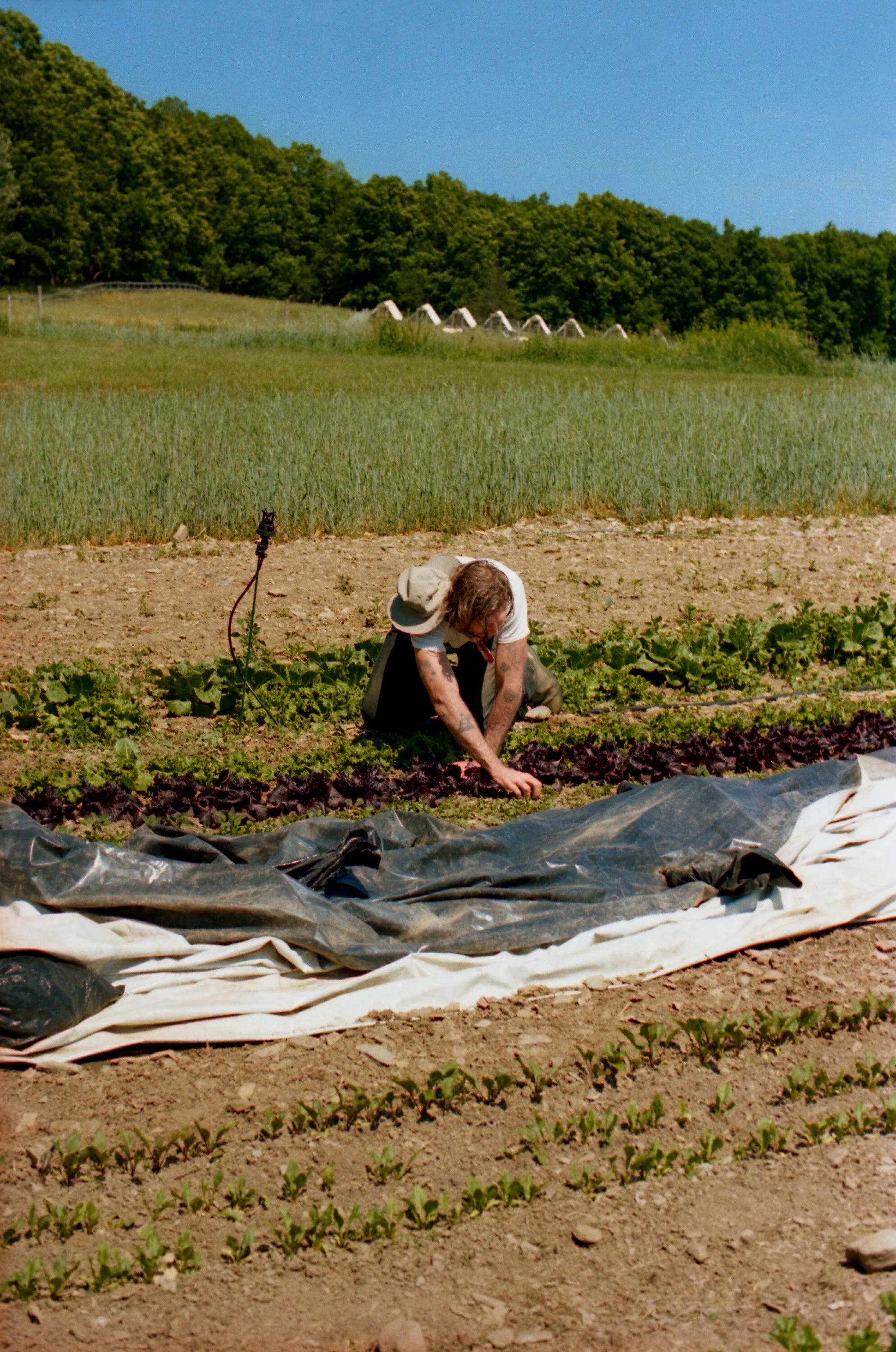 Artist Dan Colen address food scarcity on Sky High Farm in the