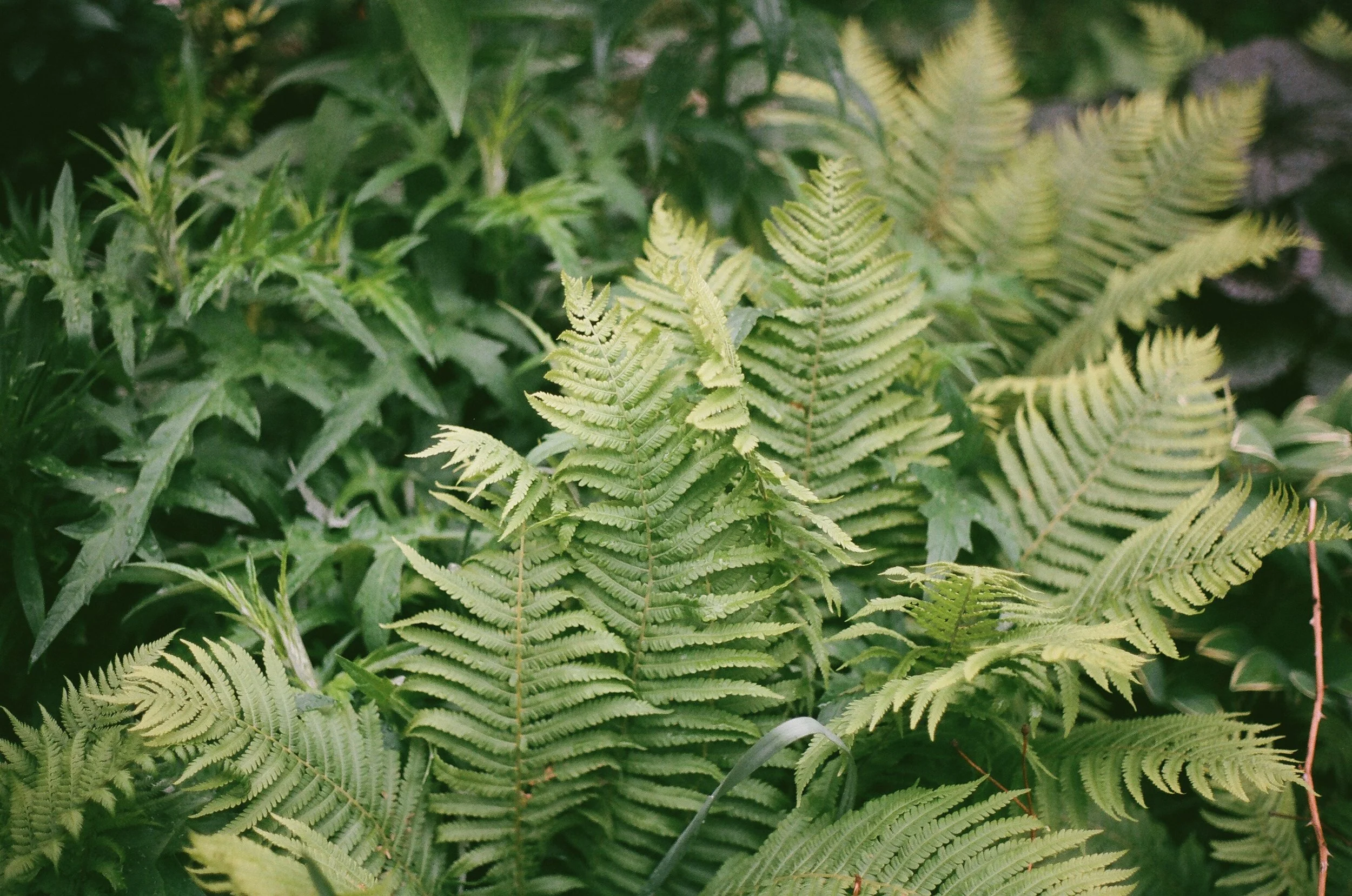 brooklyn_plant_studio_garden_7.jpg