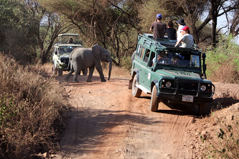 31 - Elephant with jeeps.jpg
