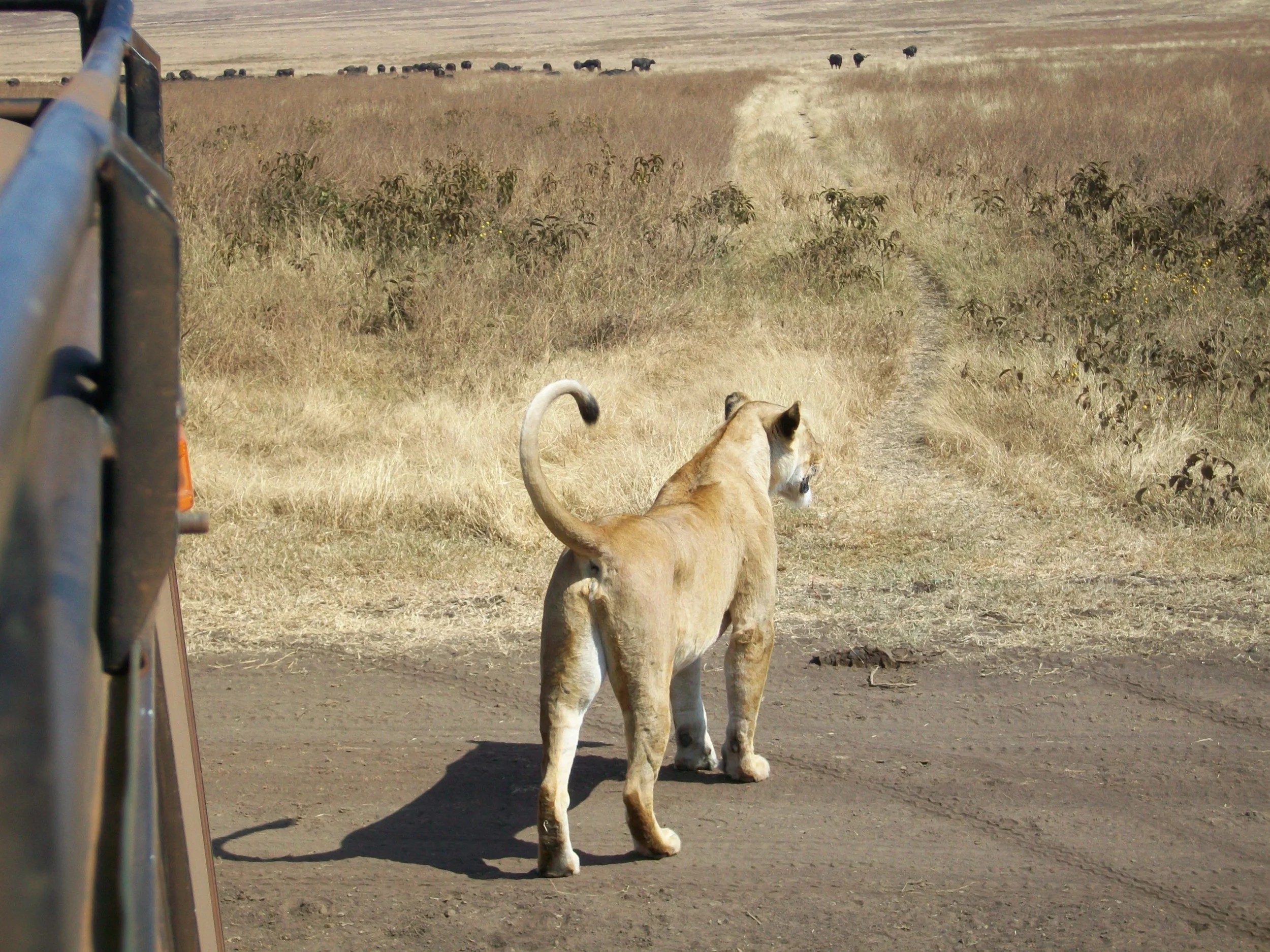 Kilimanjaro Aug 2009 178.JPG