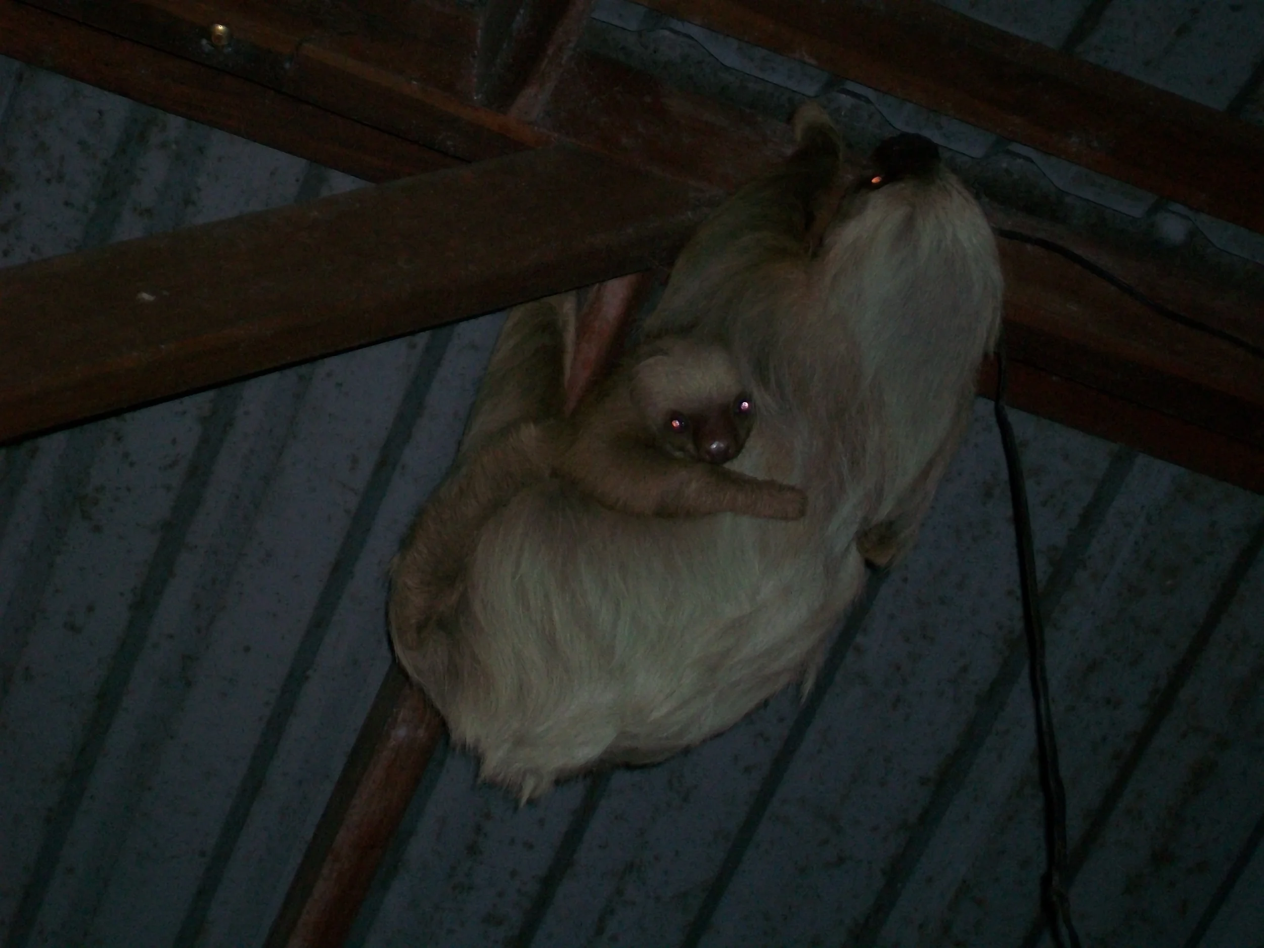 Costa Rica 2011 296.JPG