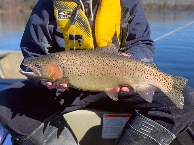 Sun, wind and fish burn. Two rainbows caught, two rainbows released. #catchandrelease #fishingsaskatchewan #flyfishing #fishsask #exploresask #rainbowtrout #NoBonkZone #FillLakesNotSmokers