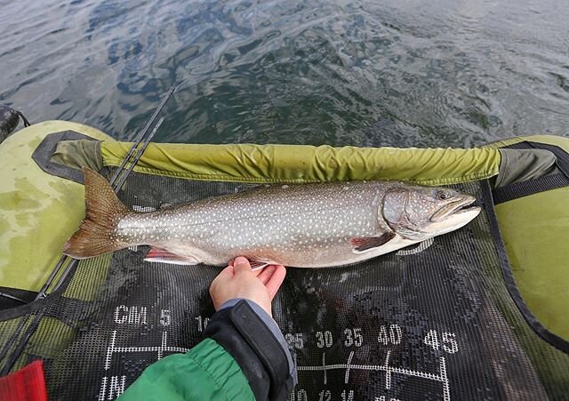 You know it&rsquo;s a good splake if it could pass for a lake trout. Fell victim to a size 10 boatman. #fishingsaskatchewan #flyfishing #splake #fishsask #catchandrelease #NoGopnikZone #MyLegsAreSore #bellyboatfishing